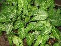 Arrowhead Plant / Syngonium podophyllum 